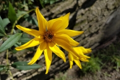 Wir haben viele Blumen und auch Gemüse im Kitagarten